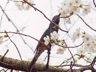 Yoshino cherry tree blossoms and Brown-eared Bulbul