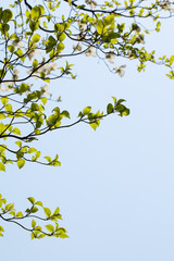 Fresh leaves of dogwood (Cornus florida)