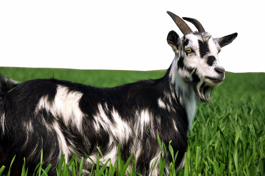 Eine Ziege im hohen Gras