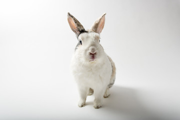 Fototapeta na wymiar Rabbit on white