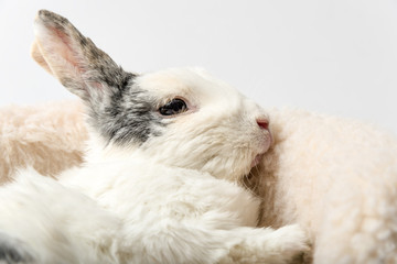 Rabbit on white