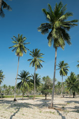 Fototapeta na wymiar Coconut farm