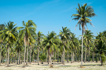 Fototapeta na wymiar Coconut farm