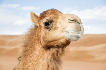 Camel in Wahiba Oman