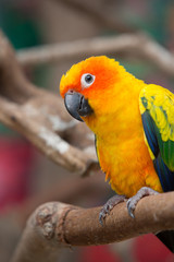 Sun parakeet