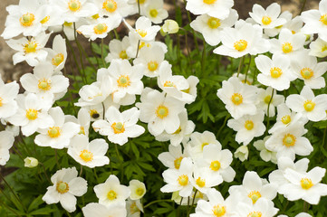 An anemone forest closeup 2