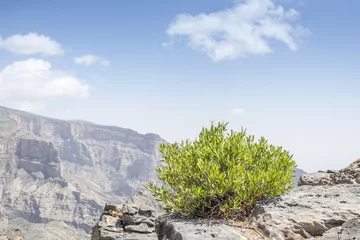 Green bush Jebel Shams