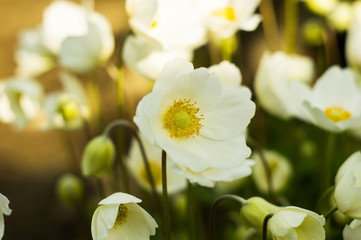 An anemone forest closeup