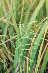 field of gold rice in nature