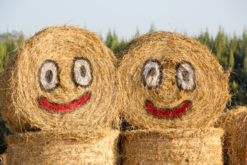 Happy hay