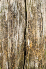 Wooden Pale