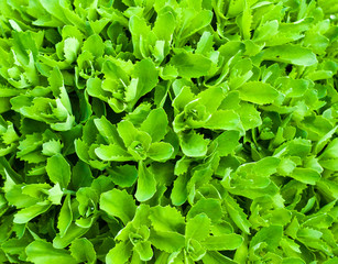 Floral background of leaves