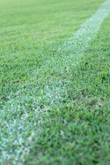 football field line on the green grass.