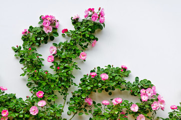 The white China roses blooming on the wall