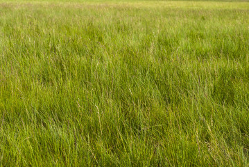 Grass in spring