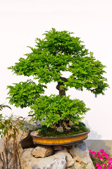 bonsai in the garden