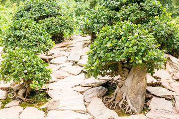  bonsai trees in the garden