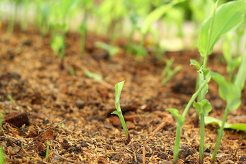 Plants on soil with natural