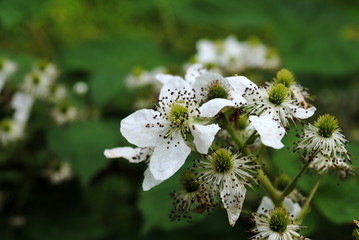 Brombeerenblüte