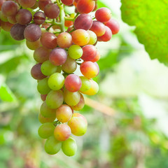 Grape on tree branch