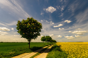 wiosenna, polna droga © Mike Mareen