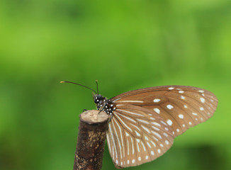 Fototapeta na wymiar butterfly,Blue Tiger,Tirumala limniace