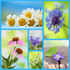 Collage of wildflowers