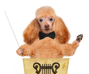conductor