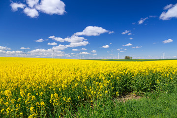 Obraz premium Kwitnące żółte pole rzepaku pod błękitnym niebem w Polsce