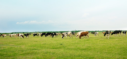 Cows in a green field grazing grass
