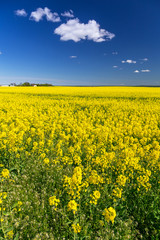 Fototapeta premium Blooming yellow rapeseed field under blue sky in Poland