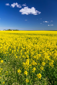 Blooming yellow rapeseed field under blue sky in Poland