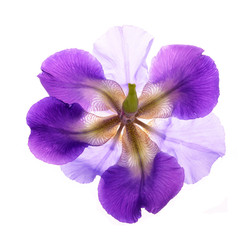 Close-up of  purple   iris (Iris germanica) isolated