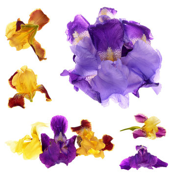Close-up of  purple and yellow  iris (Iris germanica)