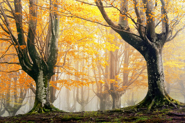 magic forest in autumn