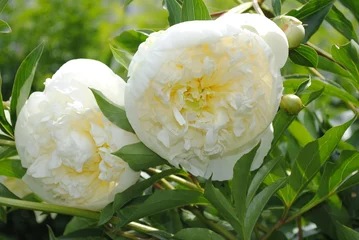 Fototapete Pfingstrosen Milchweiße  Pfingstrosen  © tinadefortunata