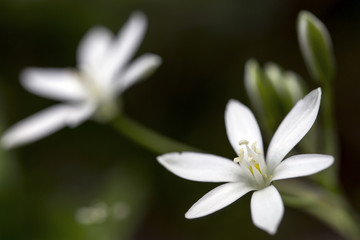 Fototapeta na wymiar White wild flowers
