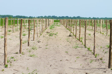 Fototapeta na wymiar cultivated field of grapes