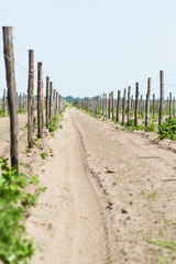 Fototapeta na wymiar cultivated field of grapes