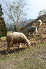 The image of beautiful nature in Asia