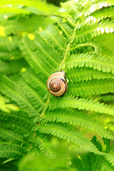Ślimak na paproci © Ślot