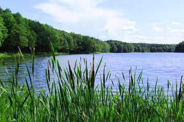 Fototapeta Jezioro, spokojna woda zieleń, jezioro latem, niebieska woda z roślinami wodnymi obraz