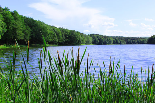 Jezioro, spokojna woda zieleń, jezioro latem, niebieska woda z roślinami wodnymi