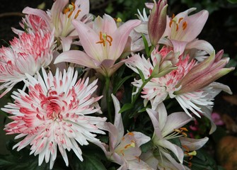 Federchrysanthemen mit Lilien
