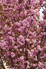 sakura blossoms