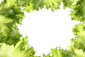 lettuce leaves frame