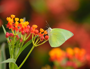 Butterfly on orange flower