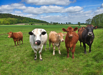Verschiedene Kühe auf saftiger Weide