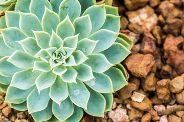succulent in chiangmai Thailand