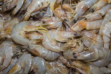 Fresh Prawns (Shrimps)
